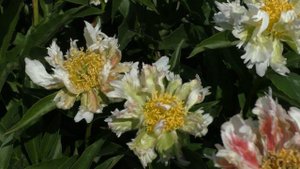 Пион GREEN LOTUS