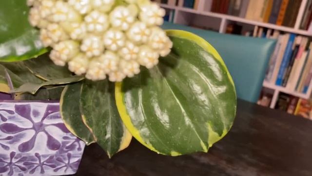 Цветение хойи пахиклада альбомаргината ( pachyclada albomarginata)! смотреть онлайн