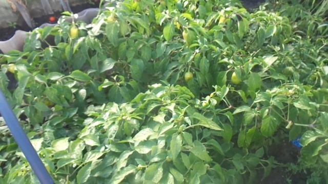 КАК ОПРЕДЕЛИТЬ ДАТУ ПОСАДКИ ЛУКА ПОД ЗИМУ? Ольга Чернова смотреть онлайн