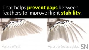 Ученые усовершенствовали дрон с помощью голубиных перьев