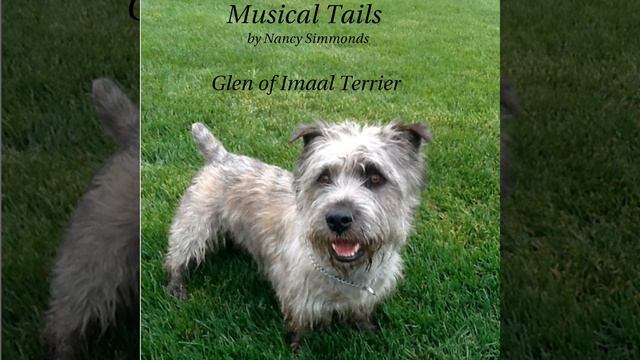 Glen of Imaal Terrier смотреть онлайн