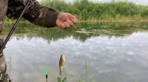 НАЖИВКА ДЛЯ КАРАСЯ ИЗ ОВСЯНЫХ ХЛОПЬЕВ, ГЕРКУЛЕСА