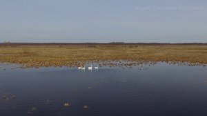 На крыльях я принесу тебе весну. Лебеди (2022 г)