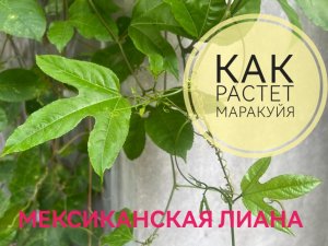 Как растет фрукт -маракуйя . Необычная лиана