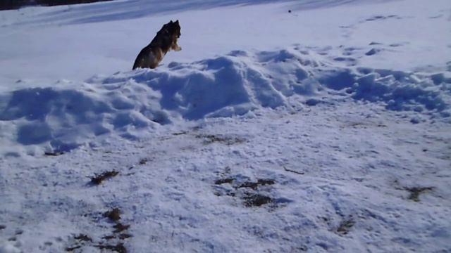 на пустынной планете "Татуин" , Смарти(смена стимулов)15,02,20 смотреть онлайн