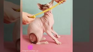 Как правильно измерить кота, собаку или кошку для изготовления одежды для животных Floksi Pet