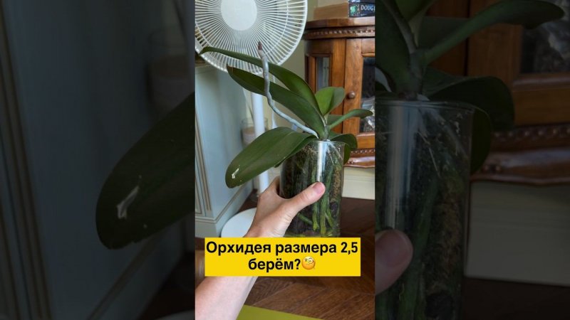 #Orchideen #Verpflanzung  #geschlossenesSystem  #закрытаясисиема #наращиваниекорней #данапротасова