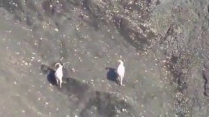 ОХОТА НА ДИКОГО КОЗЛА 1