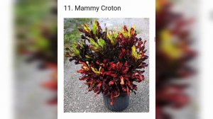 Different varieties of CROTON with name