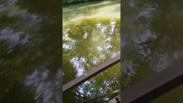 Краснодарский край, Красный лес!