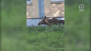 ВНИМАНИЕ: У ЛОСЕЙ НАЧАЛСЯ ГОН