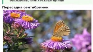 Посадка и уход за сентябринками