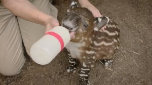 Endangered Baby Tapir Tests His Tiny Trunk