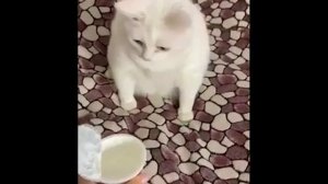 кот блюёт