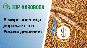 В мире пшеница дорожает, а в России дешевеет. TOP Agrobook: обзор аграрных новостей