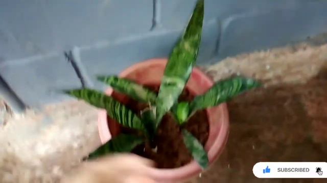 Low light indoor plants in Malayalam/ Best plants to grow indoor