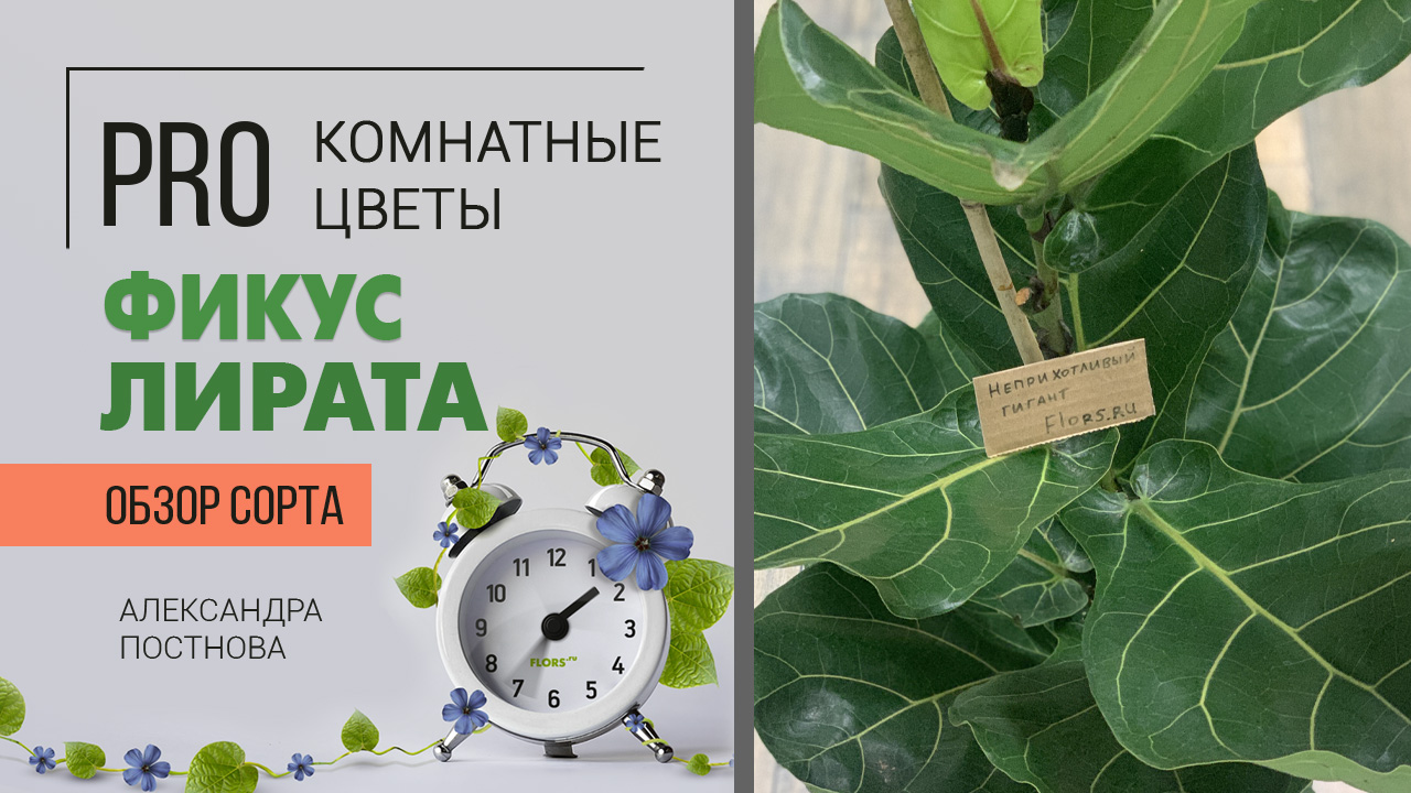 Фикус Лирата - большой брат фикуса Лирата Бамбино. Самый неприхотливый комнатный цветок.