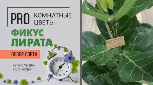 Фикус Лирата - большой брат фикуса Лирата Бамбино. Самый неприхотливый комнатный цветок.