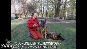Топ ВАЖНЫХ фактов о малинуа, которые нужно знать. Собака не для каждого!