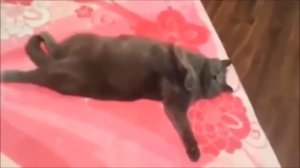 Снова приколы про животных и очень смешная песня