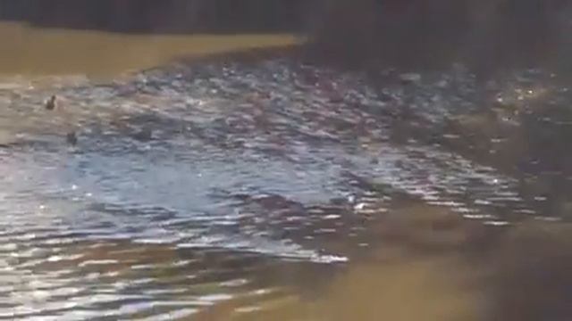 Утиный рай на реке Исети смотреть онлайн