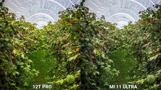 Xaiomi 12T Pro Vs Xaiomi Mi 11 Ultra Camera Test