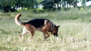 Удивительная  история о дружбе волка с собакой!