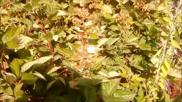 Как повысить урожайность ежевики Черная Магия. Загущеная посадка.