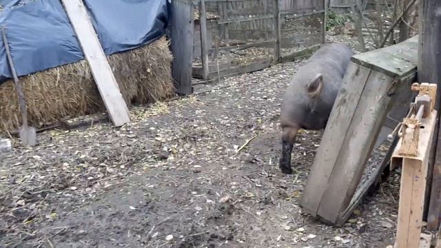 ОГРОМНЫЙ КАБАН ПОРОДЫ ДЮРОК ! смотреть онлайн