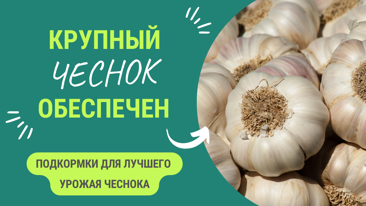 ПОЛУЧИ ЛУЧШИЙ УРОЖАЙ ЧЕСНОКА!