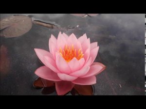 Нимфея Rose Quarz (Розовый кварц) кувшинка, waterlily, водные растения, пруд