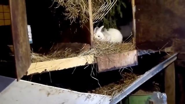 Выращивание кроликов на дому смотреть онлайн