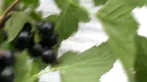 Сорта смородины  - Черешневая , Ядрёная , Чёрный бумер . Сравнение .