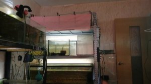 #Аквариум#Эритромицин# Для икры после нереста#