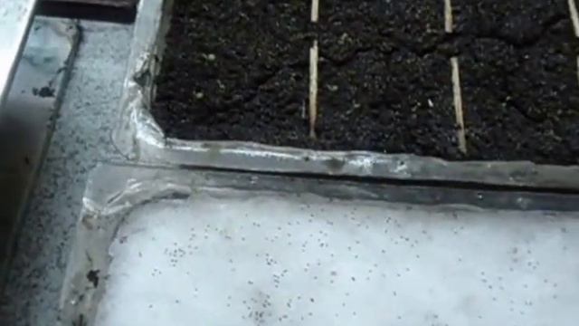 ПОСЕВ ПЕТУНИИ НА СНЕГ. смотреть онлайн