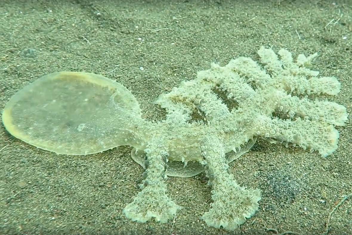 Голожаберник вида Melibe viridis.