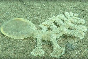 Голожаберник вида Melibe viridis.