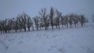 Добыли матерого волка!охота на волков.wolf hunting.