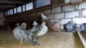 Голуби старорусские павлины / Pigeons Old Russian peacocks