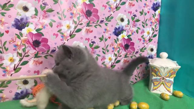 Британские котята. Кошечка. Купить котёнка