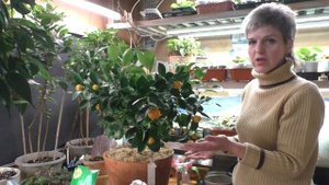 Цитрус Каламондин/Цитрофортунелла Мой опыт выращивания