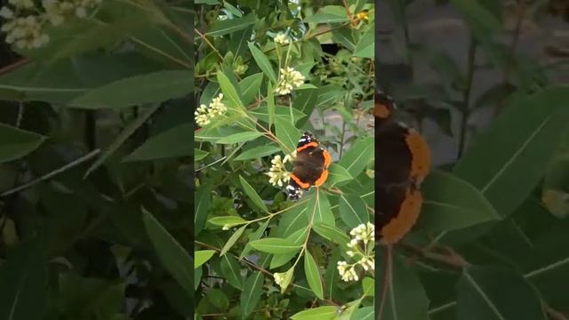 Butterfly Milkweed