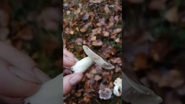 Как выглядит гриб подзеленка (рядовка).