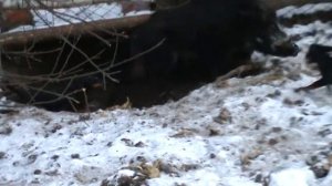 притравка таксы по кабану