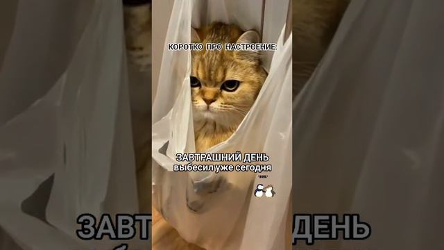 веселые картинки