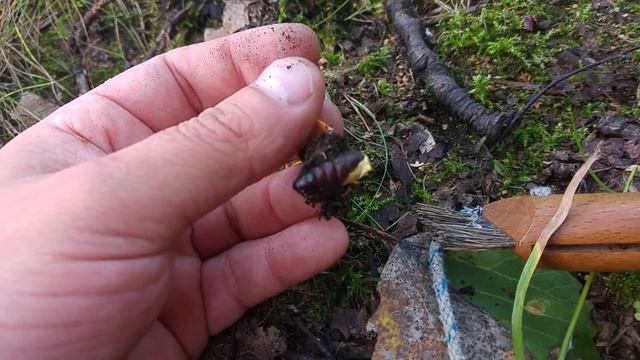 Maczużnik bojowy (Cordyceps militaris) !!! Jaworzno 27.09.2016 grzyby lecznicze. смотреть онлайн