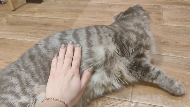 Шотландская вислоухая кошка/беременность 47 дней смотреть онлайн