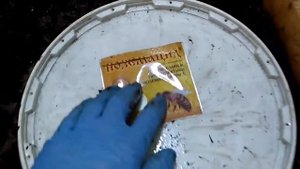 Гибель червя. Чем лечить