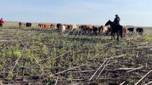 Бычки в электропастух