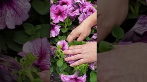 How to Dead Head Petunias